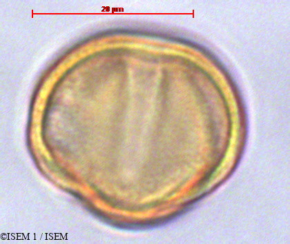 ISEM 1/Cinchona_lucumifolia_29128/Cinchona_lucumifolia_29128_0004(copy).jpg